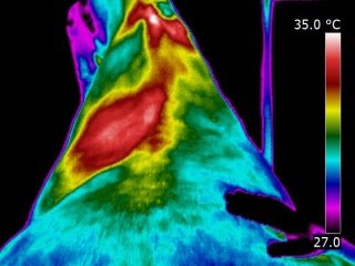 Saddle fitting issues and the ‘why’ of it