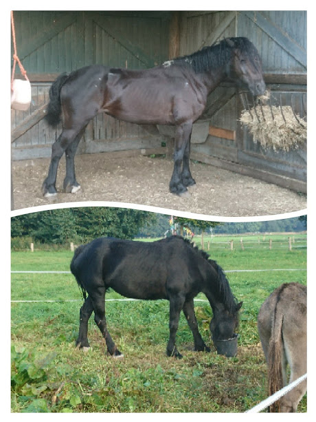 Equine behaviour problems related to health and pain