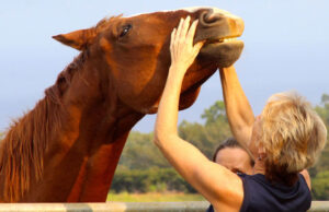 horse bodywork equine massage