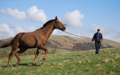 Handling Horses With Confidence – Stop Fearing and Start Enjoying Your Horse