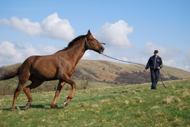 Handling Horses With Confidence – Stop Fearing and Start Enjoying Your Horse