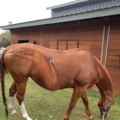 Broodmares in foal and what I do for them
