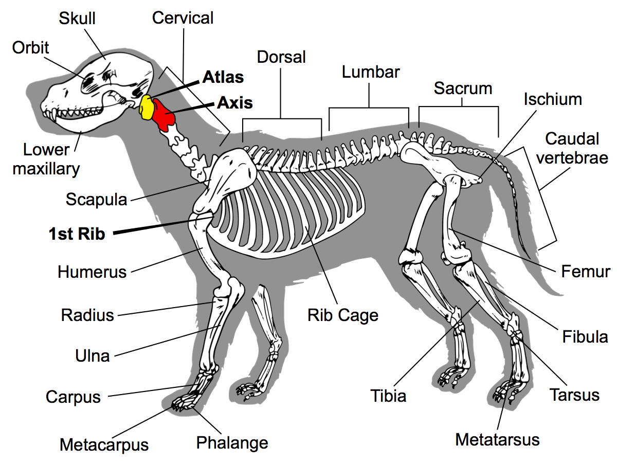Ребра можно собаке. Строение ребра собаки. Ребра собаки анатомия. Скелет собаки ребра. Костный скелет собаки.