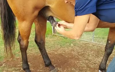 How to clean gelding ‘Bean’