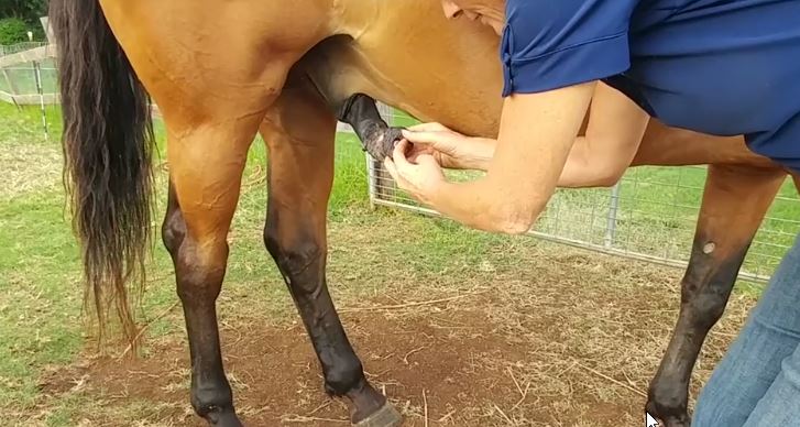 How to clean gelding ‘Bean’