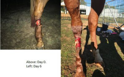 Wound Care and working with your Vet.