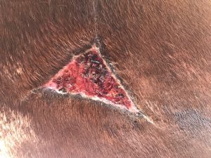 wound at 1 month