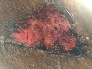 Wound at 3 weeks
