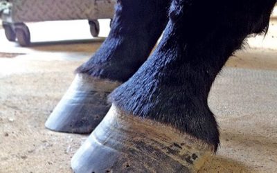 High-Low ‘Syndrome’ in front hooves? What causes it and what can you do about it?