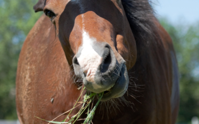 Why do some horses chew funny?