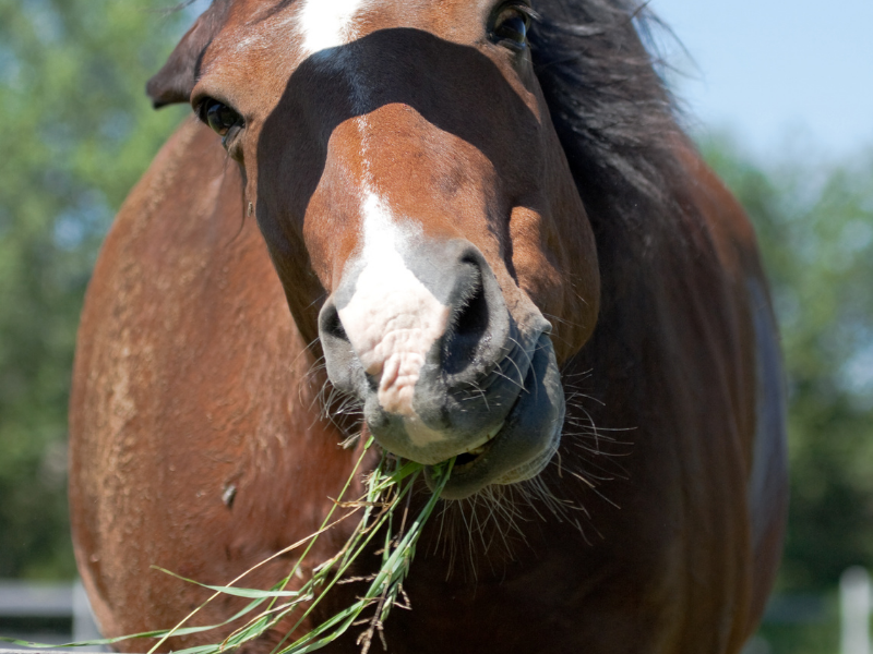 Why do some horses chew funny?