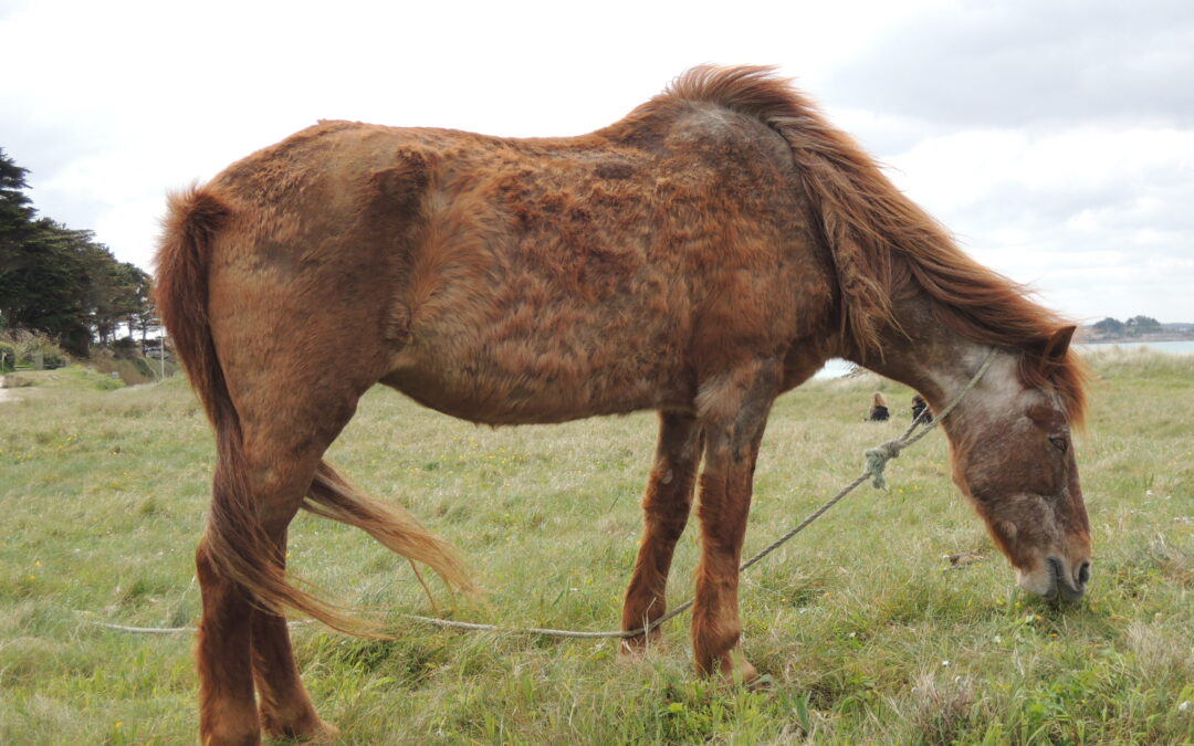 Cushings Disease in My Horse