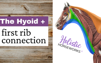 The Hyoid and First Rib Connection